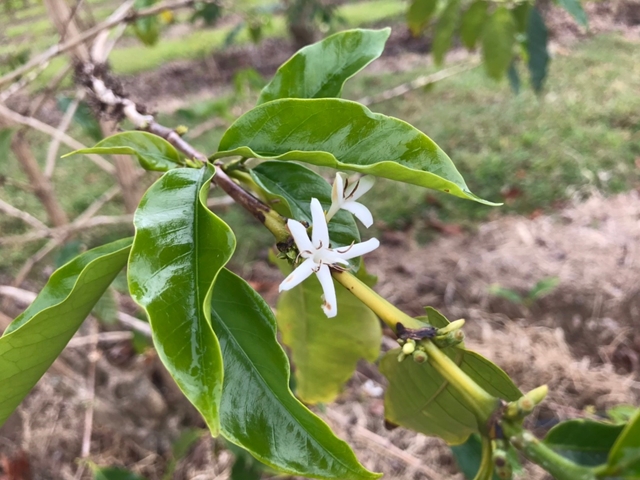 コナスノーと呼ばれるコナコーヒーの白い花
