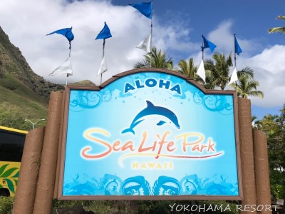 シーライフパーク イルカ 水族館 ハワイ オアフ島