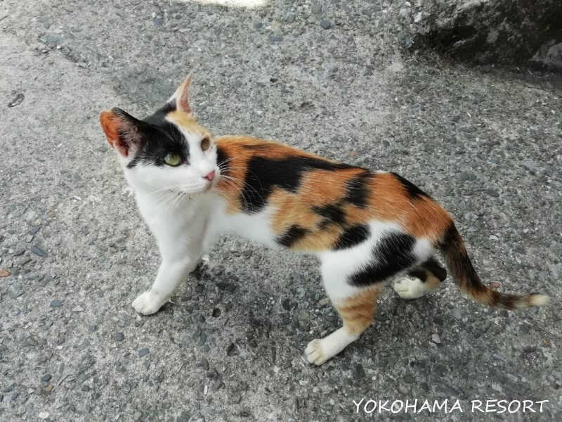 台湾 猴硐 猫村 猫村の猫 三毛猫