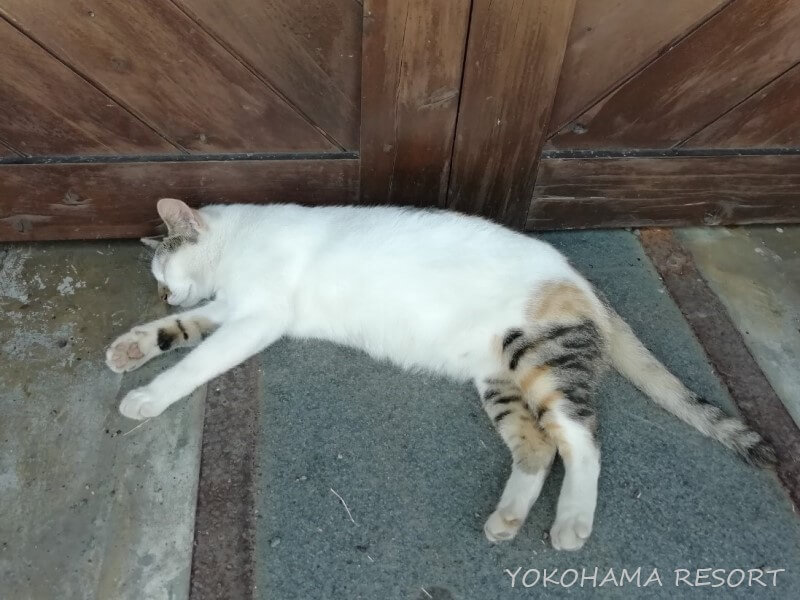 台湾 猴硐 猫村 猫村の猫
