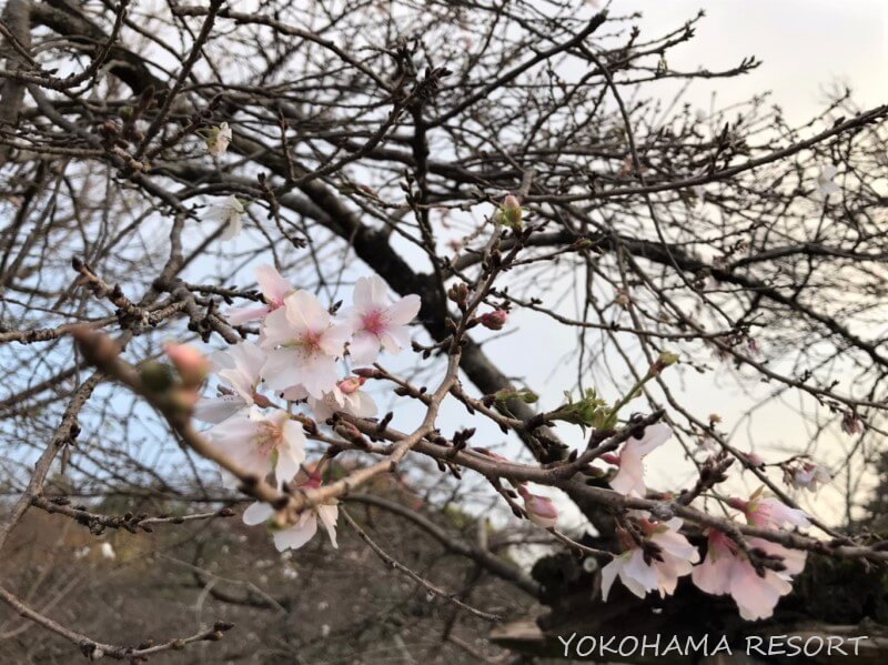 彦根城 二季咲桜