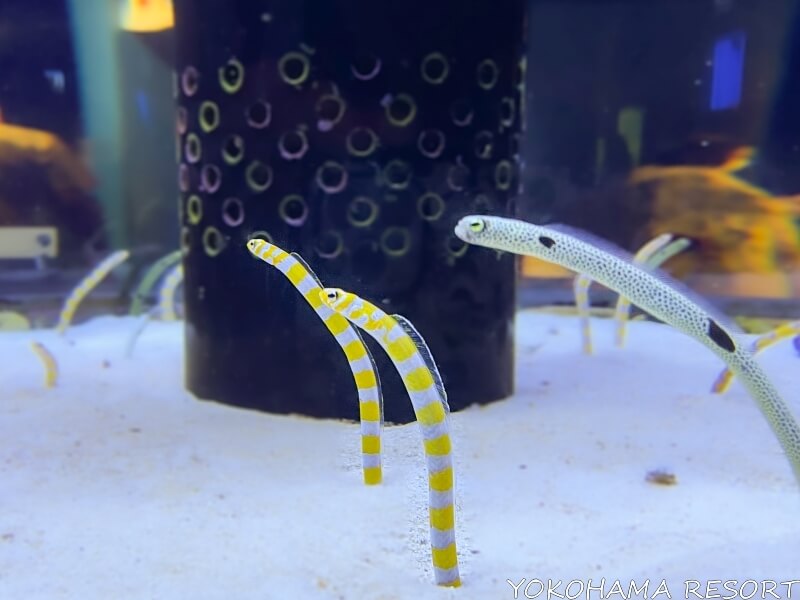 沖縄美ら海水族館 の黄色と白のシマシマのチンアナゴ