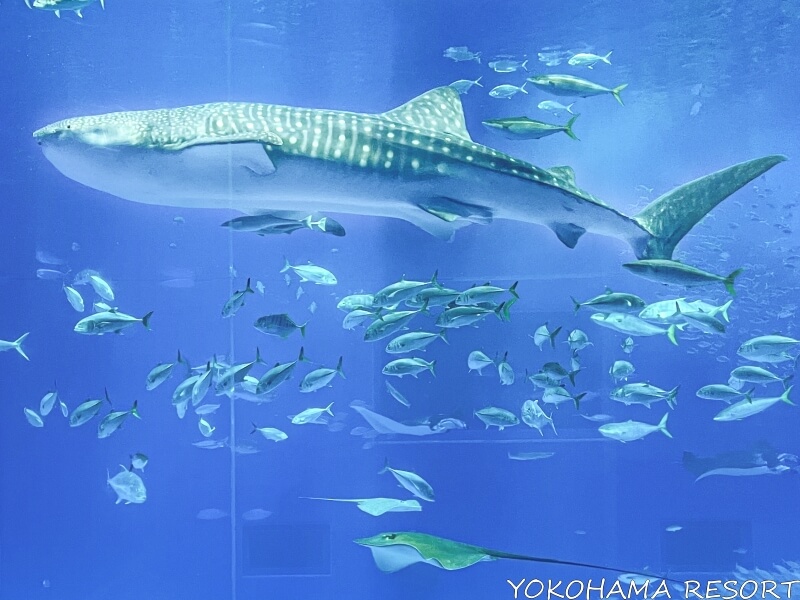 沖縄美ら海水族館 ゆったりと泳ぐ大きなジンベイザメ