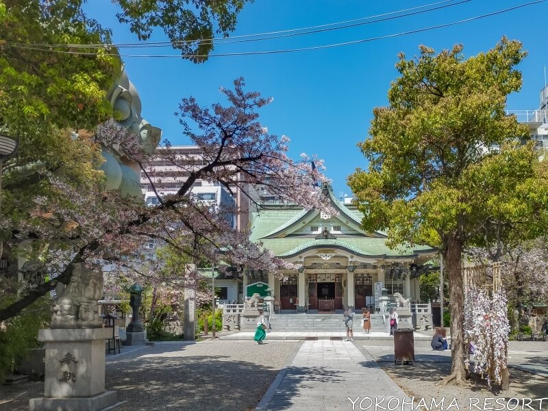 難波八坂神社 桜と社殿