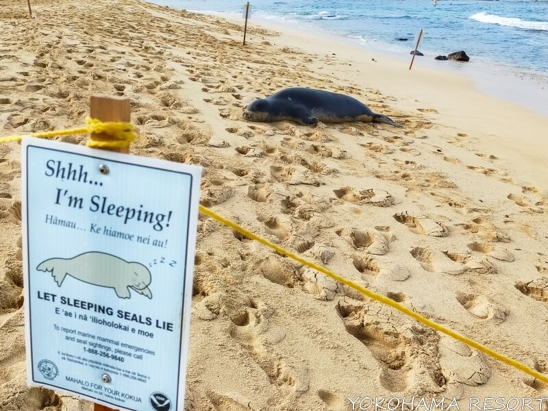 モンクシールを起こさないよう注意喚起する看板とビーチで寝るモンクシール