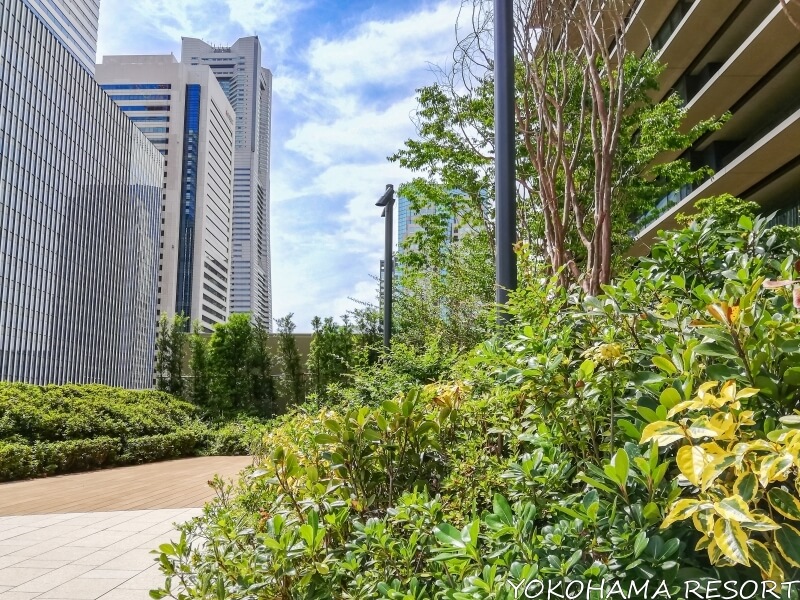 緑あふれる中庭から見える横浜ランドマークタワー