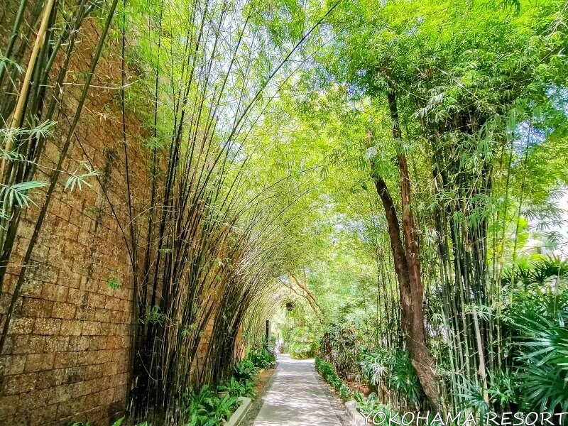 竹のアーチが涼し気な通路