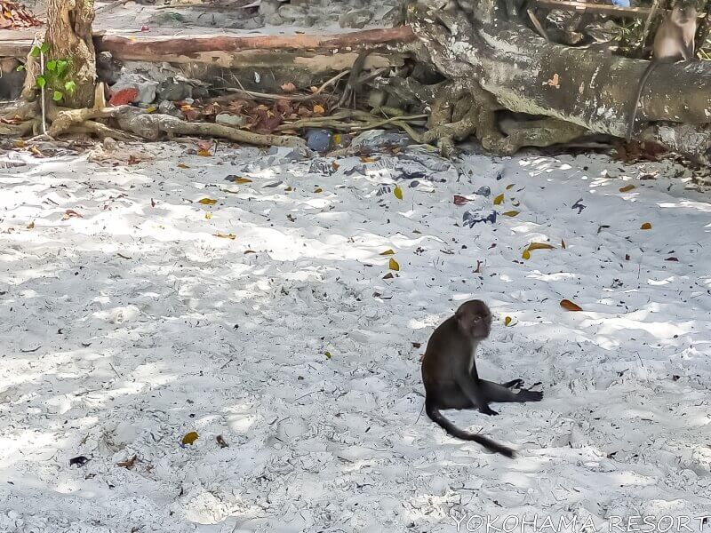 ピピドン島の白い砂浜に座る小さなサル
