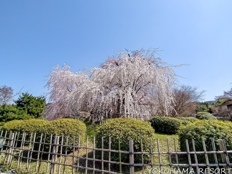 今が盛りと咲き誇る大きな枝垂桜