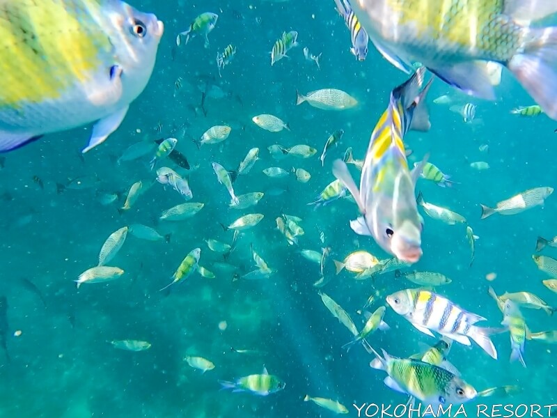 ピピレイ島付近を泳ぐ黄色に黒のシマ模様の魚たち