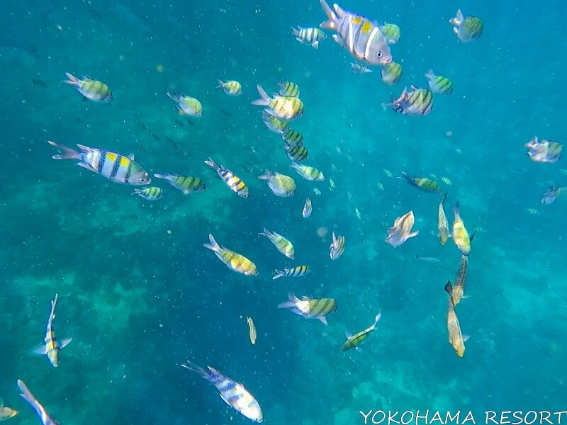 ピピレイ島付近を泳ぐ黄色に黒のシマ模様の魚たち
