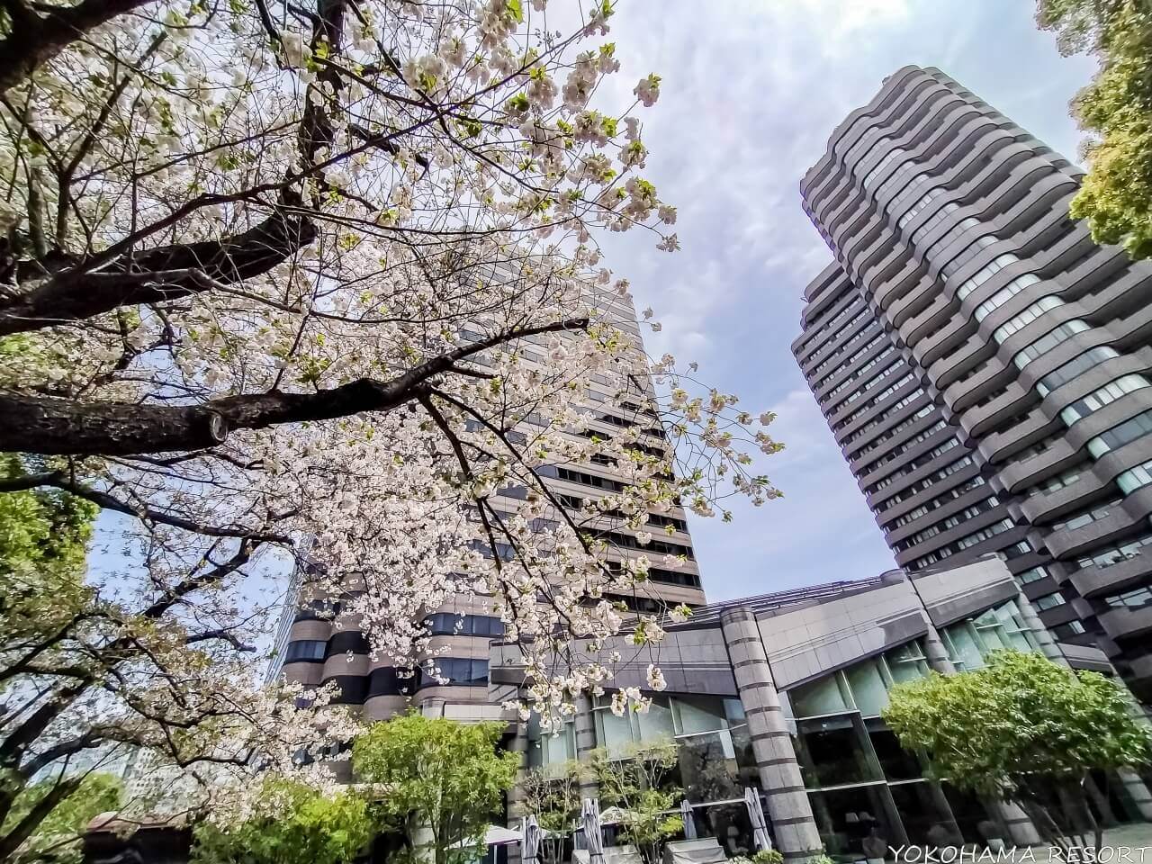 桜越しの東京マリオットホテル外観