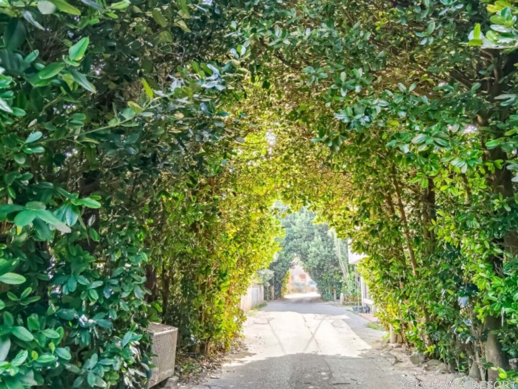 備瀬のフクギ並木