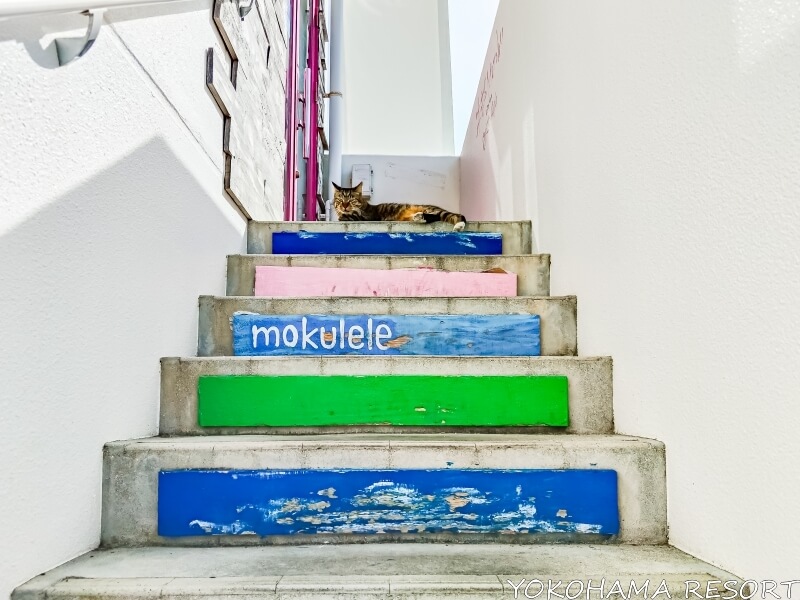 MOKULELEの入口階段にいた猫